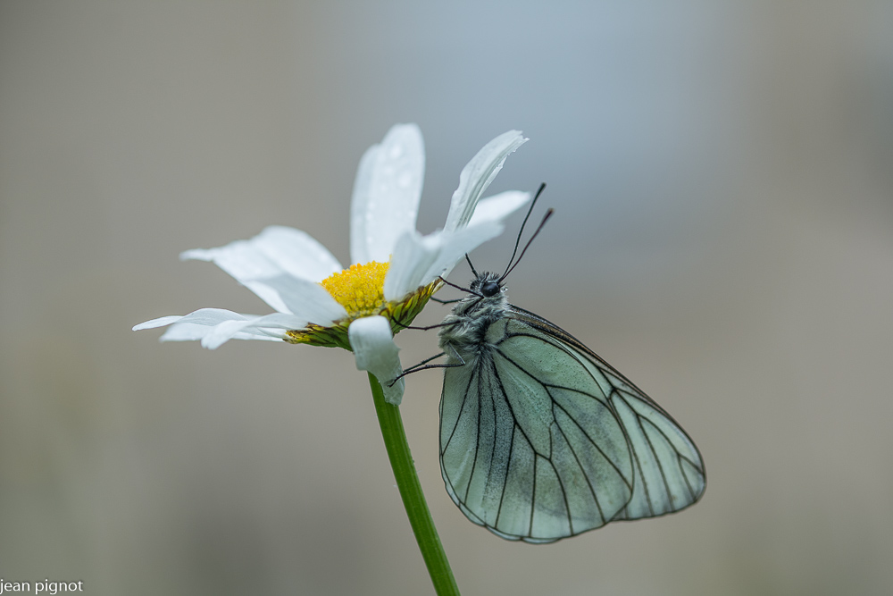 papillon gazé.JPG