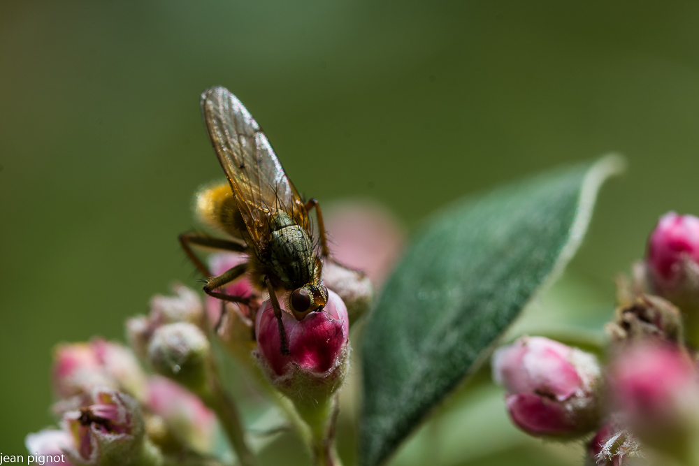 mouche scatophage dans cotoneastére.JPG