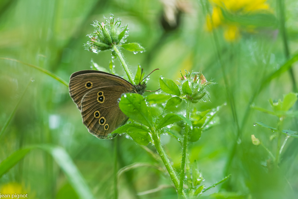 papillon tristan.JPG