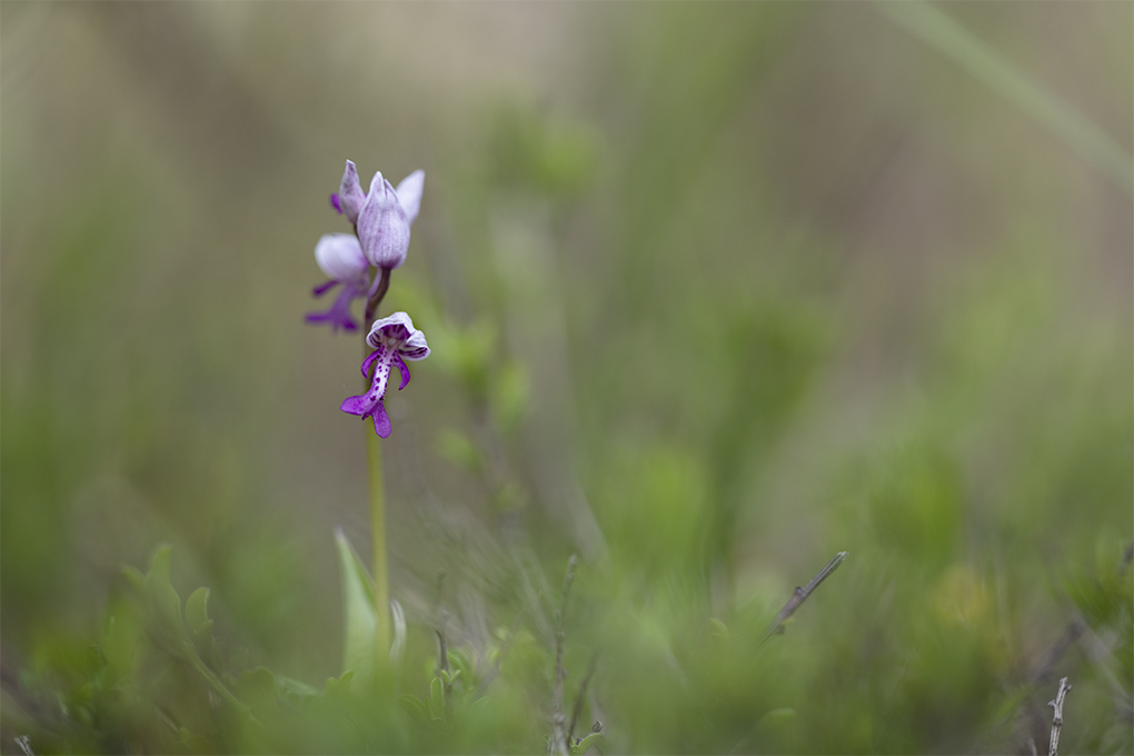 Orchis militaire (7).jpg