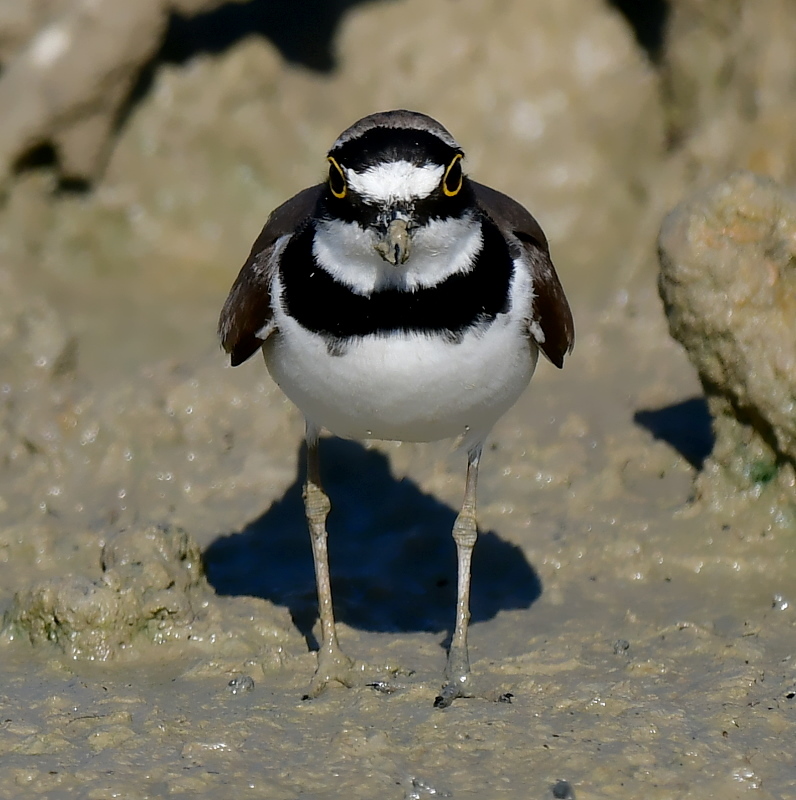 DSC_4848.JPG