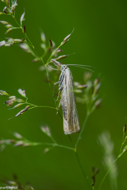 crambidae.JPG