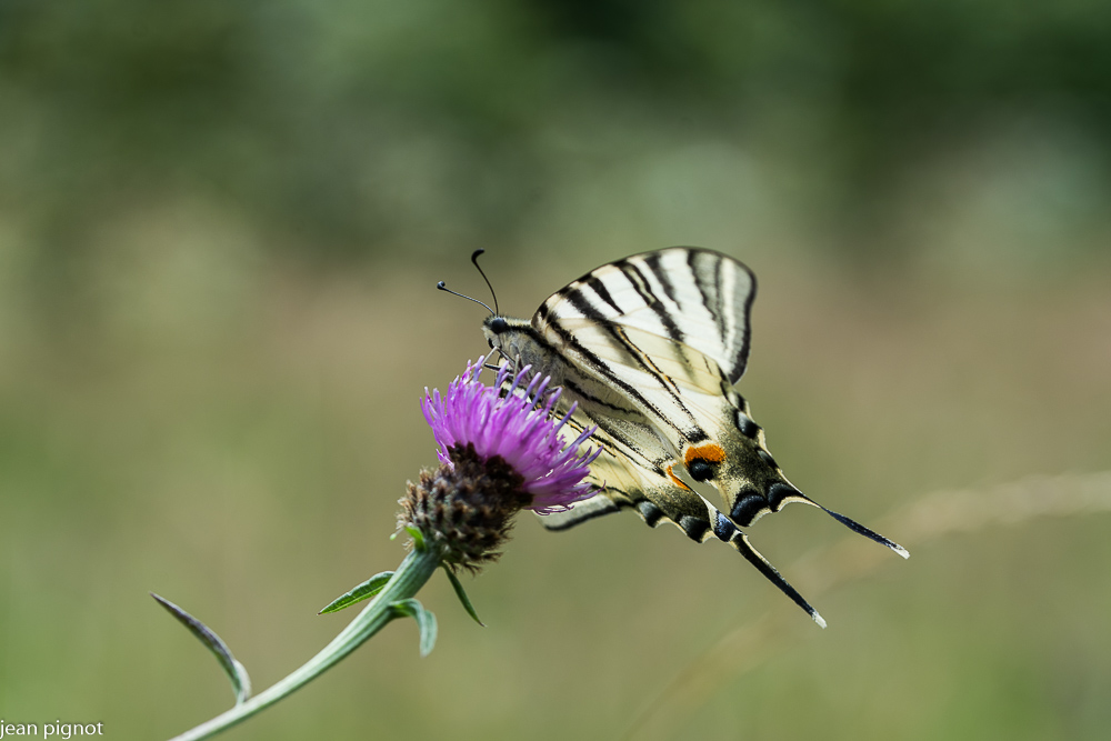 papillon flambé.JPG