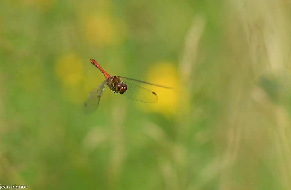 sympetrum en vol.JPG