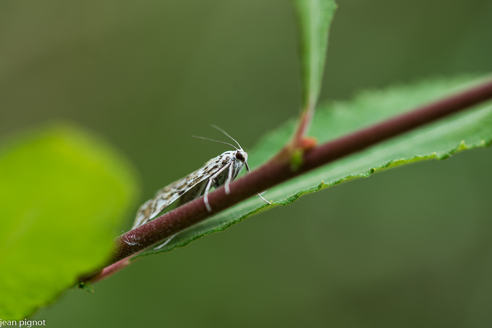 papillon hydrocampe du potamojeton.JPG