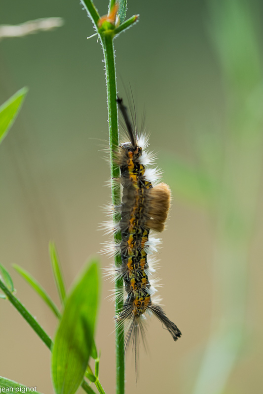 chenille erebidae.JPG