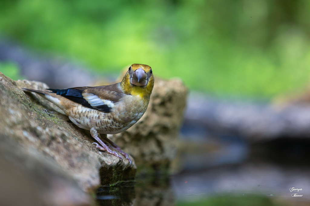 Gros Bec Casse Noyaux (Coccothraustes coccothraustes), Hawfinch-302.jpg