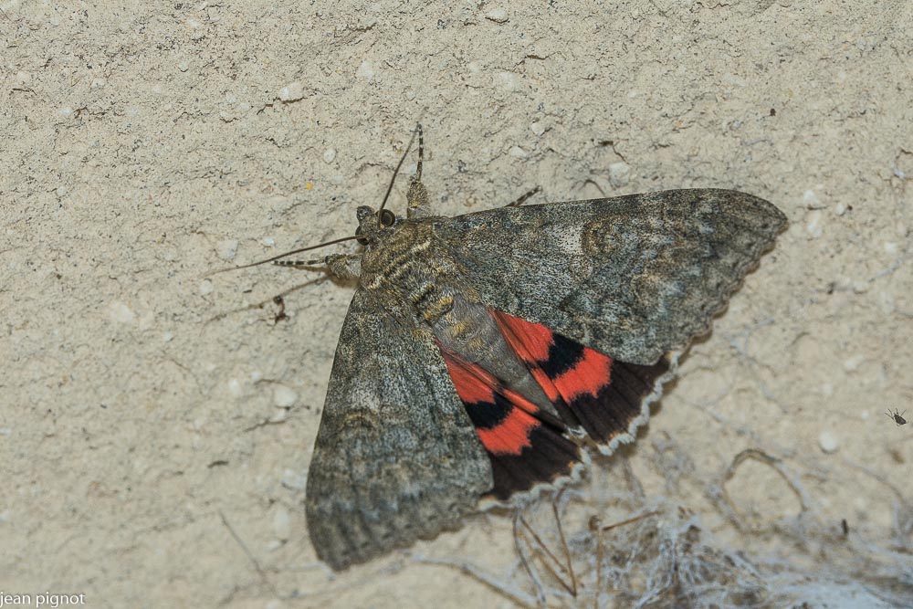 la marié catocala nupta.JPG