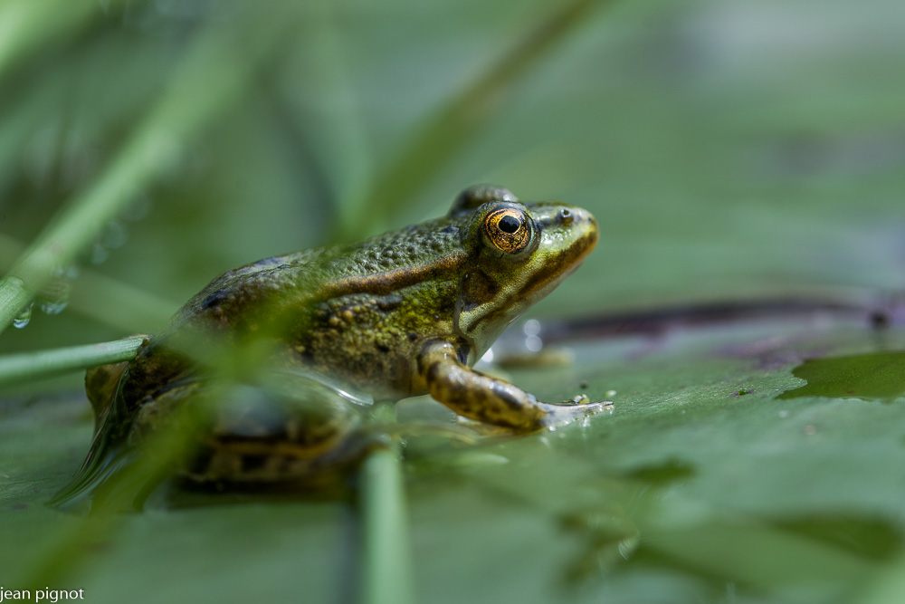 jeune grenouille.JPG