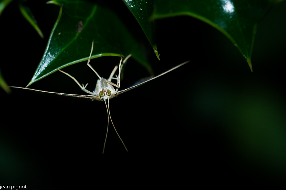 papîllon de nuit.JPG