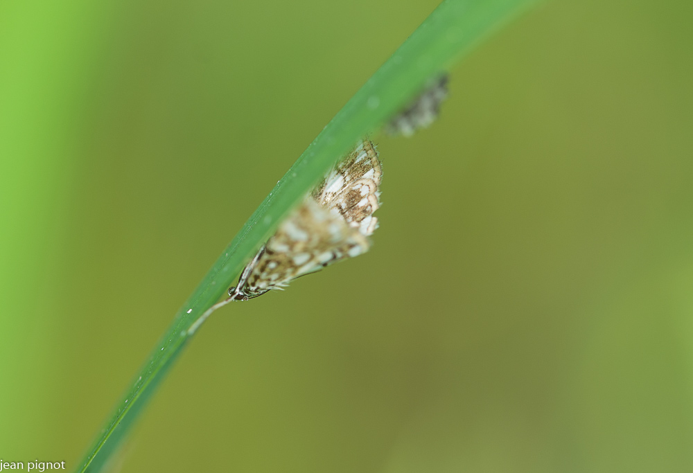 hydropcampe du potamojéton.JPG