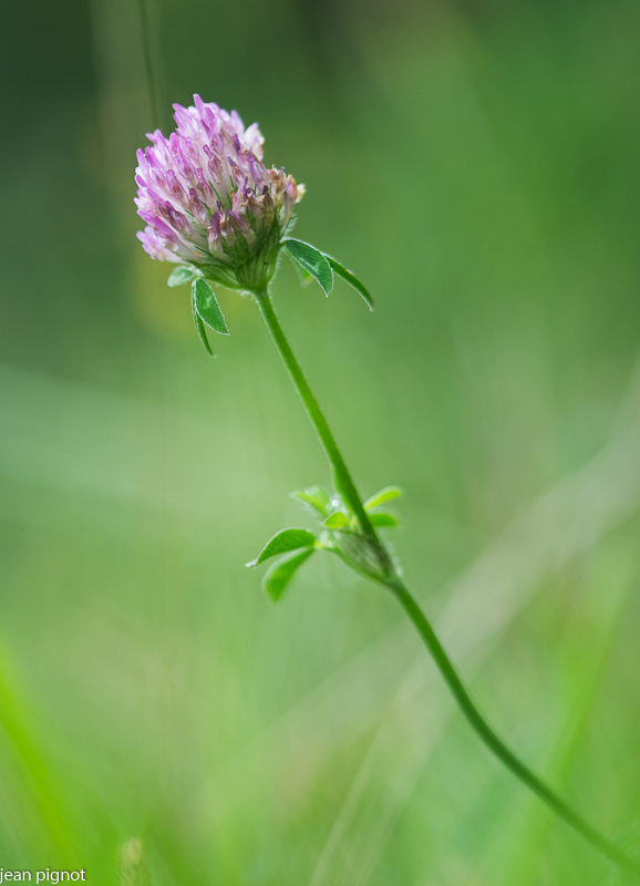 fleur de tréfle.JPG