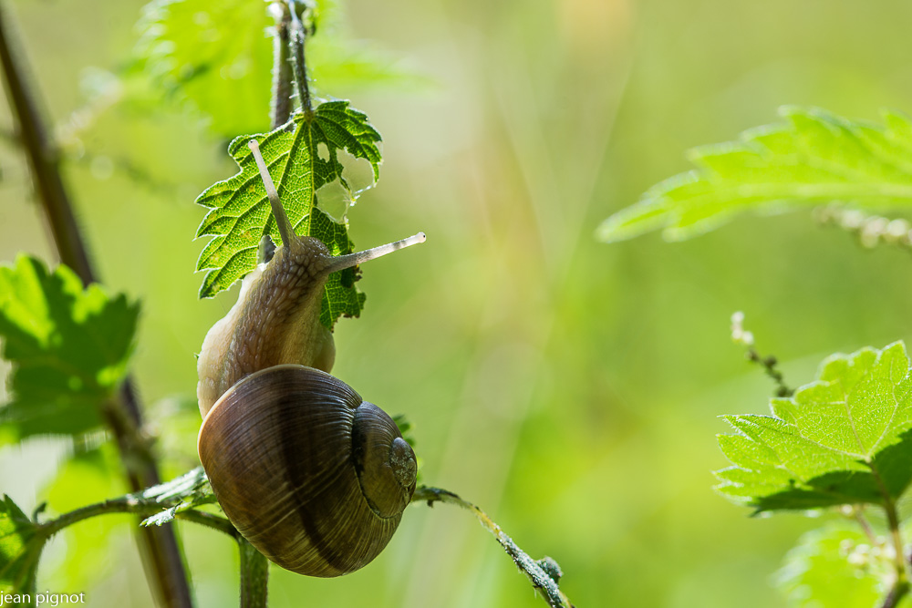 escargot.JPG
