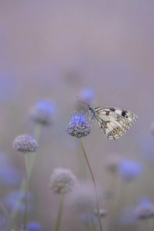 papillon 4.jpg