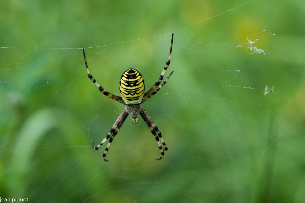 argiope frelon.JPG