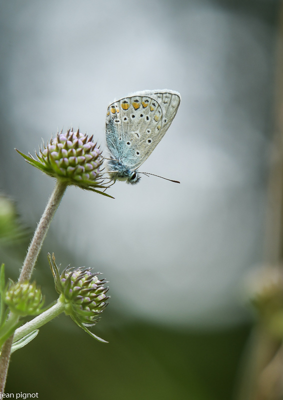 argus bleue.JPG