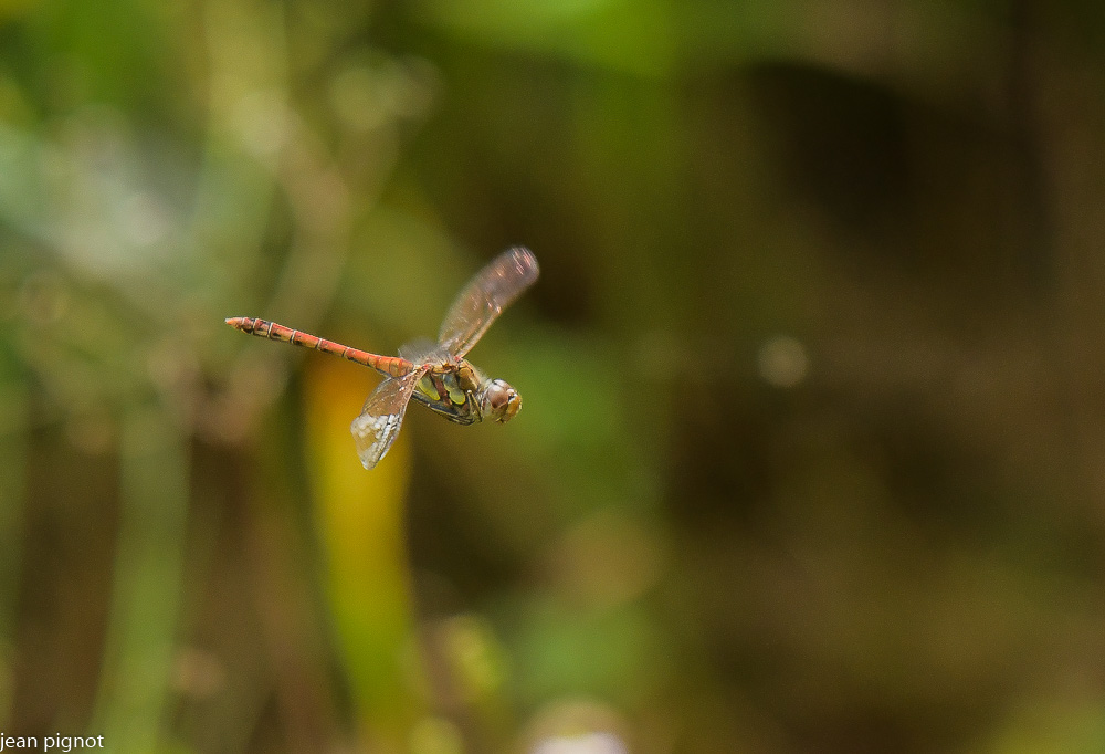 sympetrum en vol.JPG