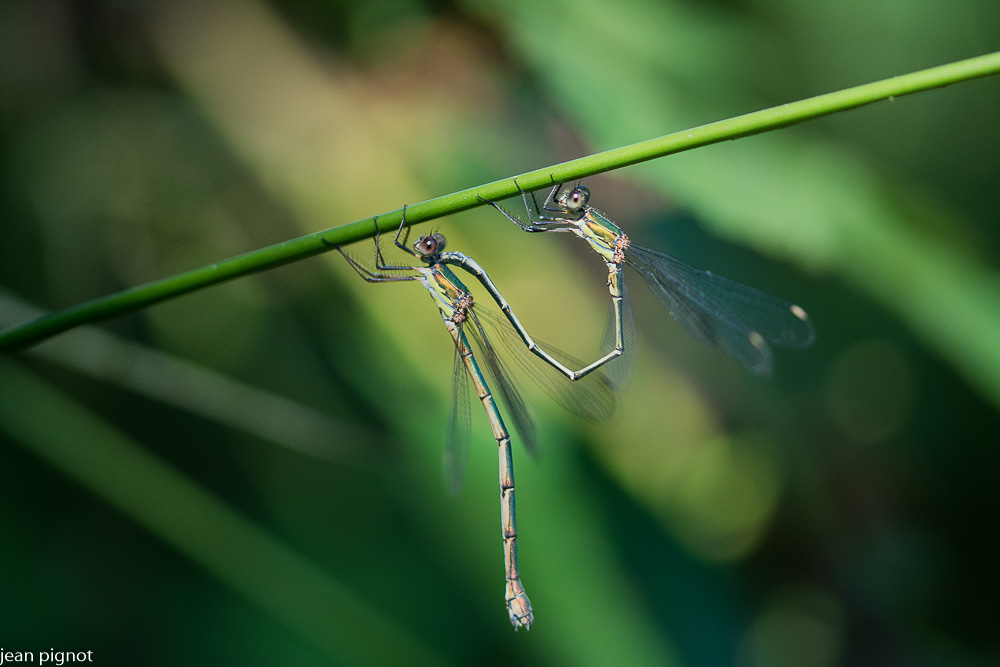 accouplement de lestes.JPG