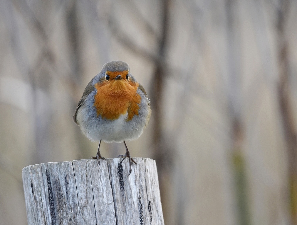 DSC_7177-G1.JPG