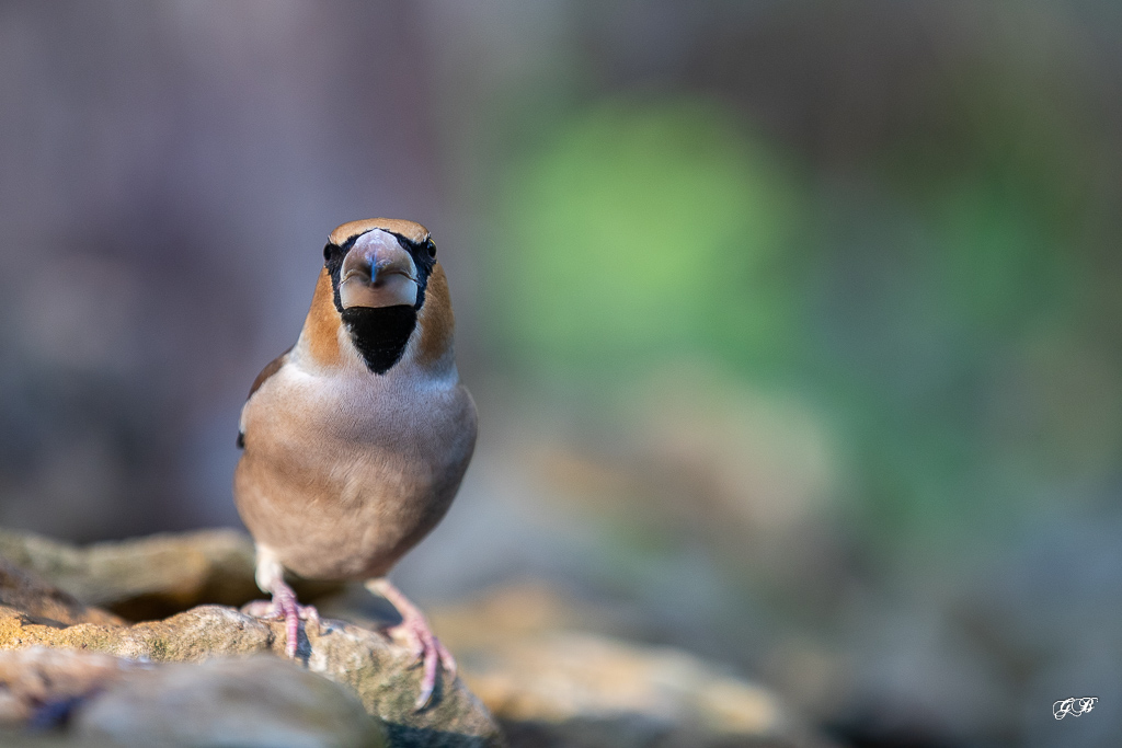 Gros Bec Casse Noyaux (Coccothraustes coccothraustes), Hawfinch-305.jpg