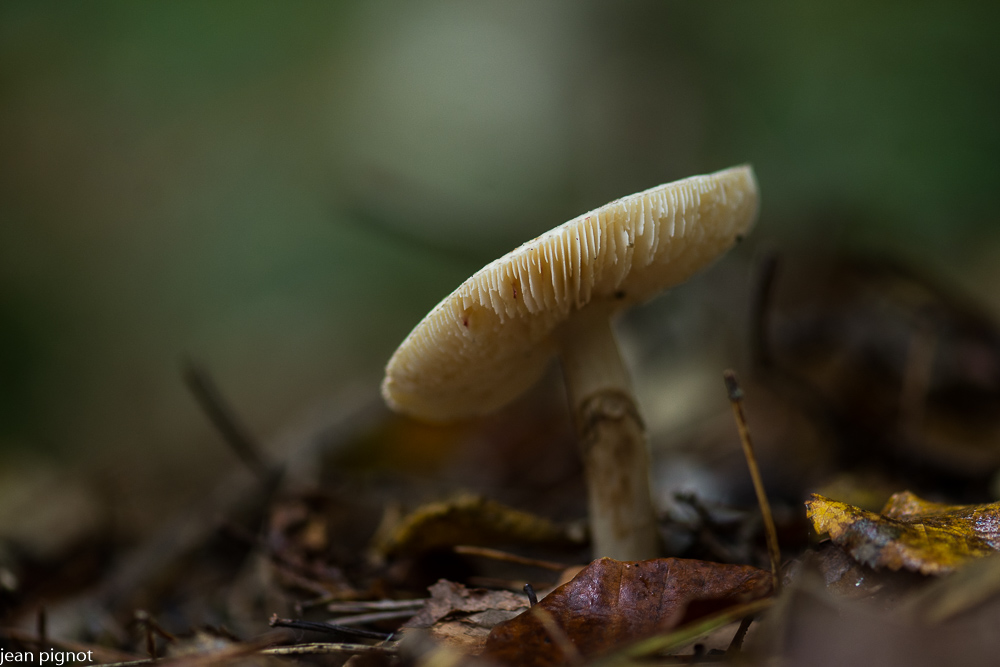 amanite citrine (3).JPG