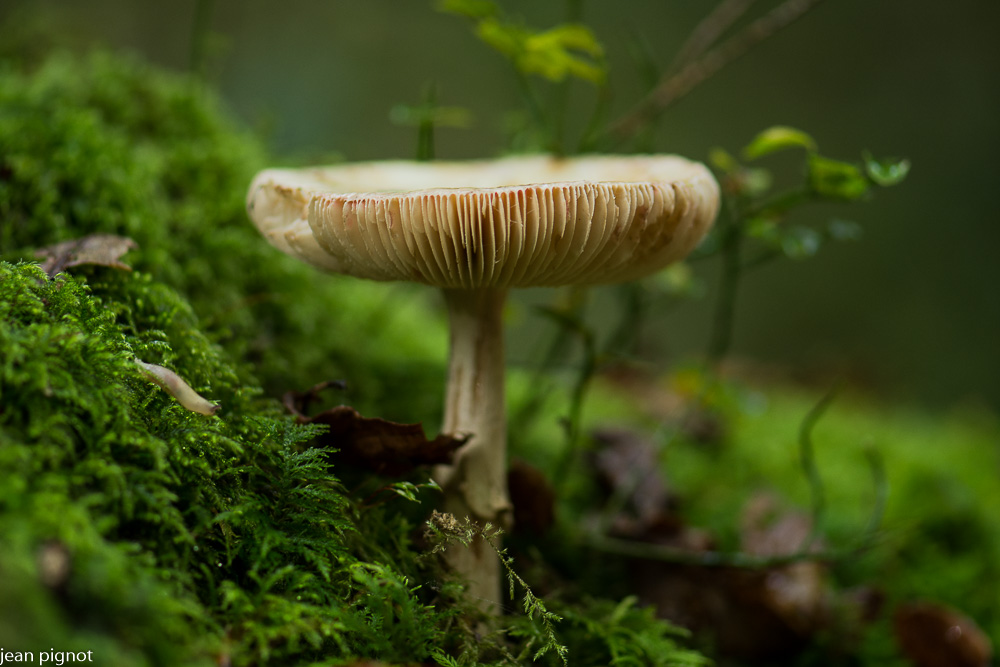 amanite citrine en fin de vie.JPG