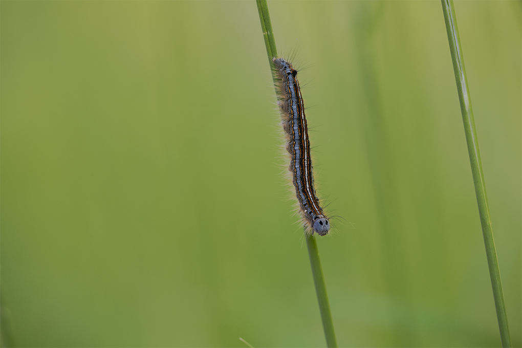 chenille 4.jpg