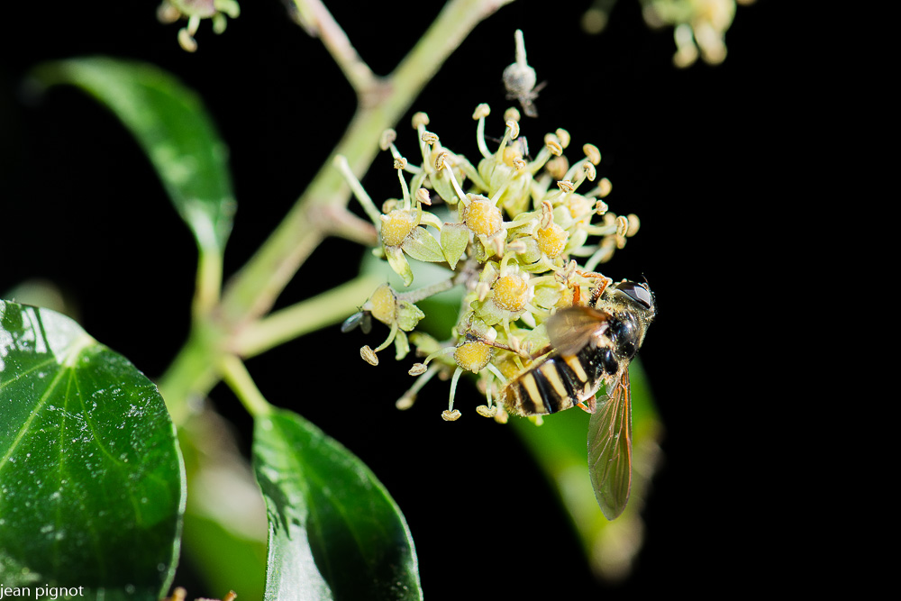 syrphus vitripennis (2).JPG