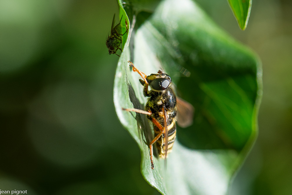 syrphus vitripennis (3).JPG