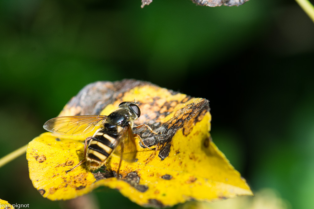 syrphus vitripennis.JPG