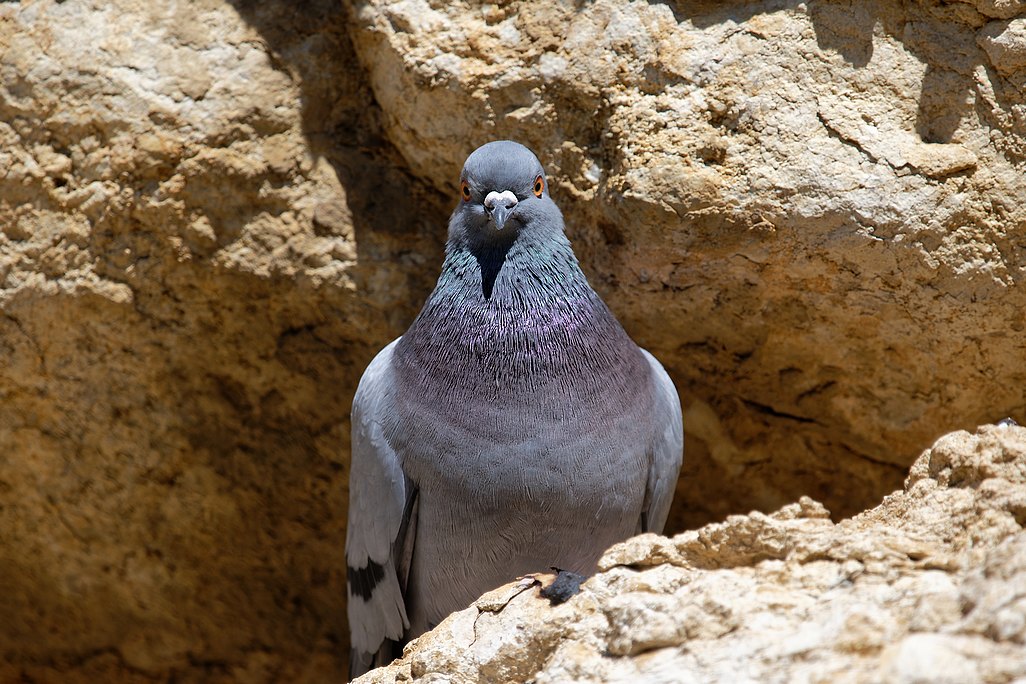 DSC_1479_DxO.jpg