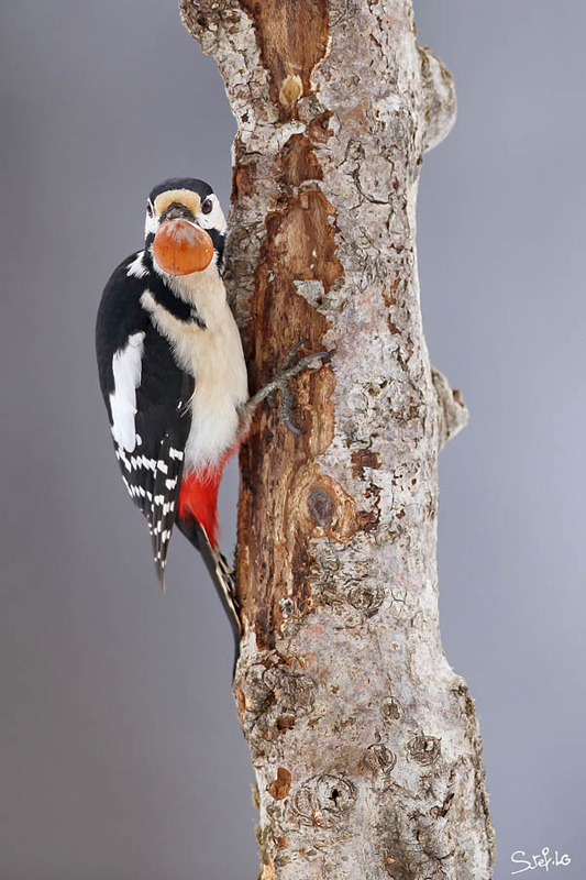 picepeiche9068-1_web - Copie.jpg