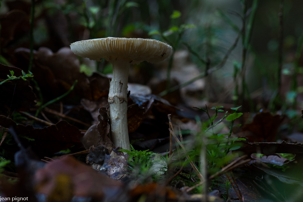 amanite citrine assé agée.JPG