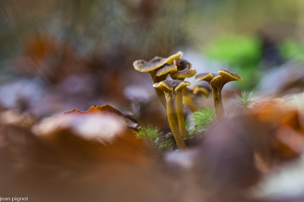 chanterelles.JPG