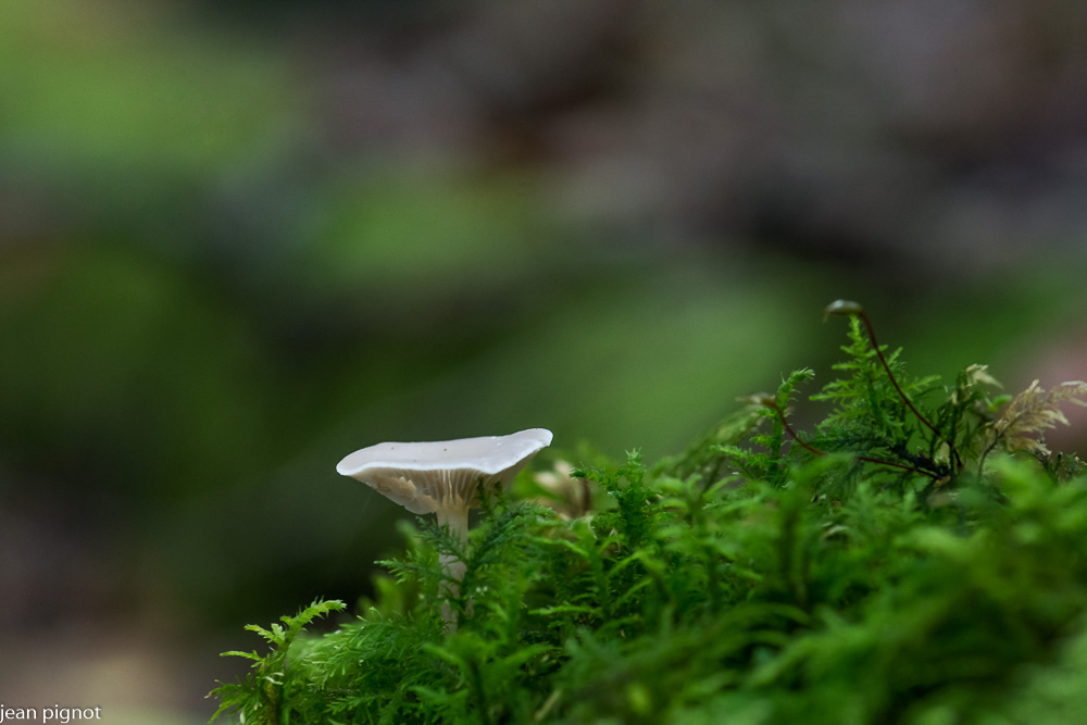 clitocybe.JPG
