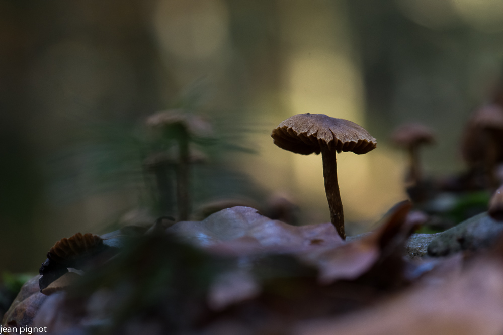 entolome ocellé (2).JPG