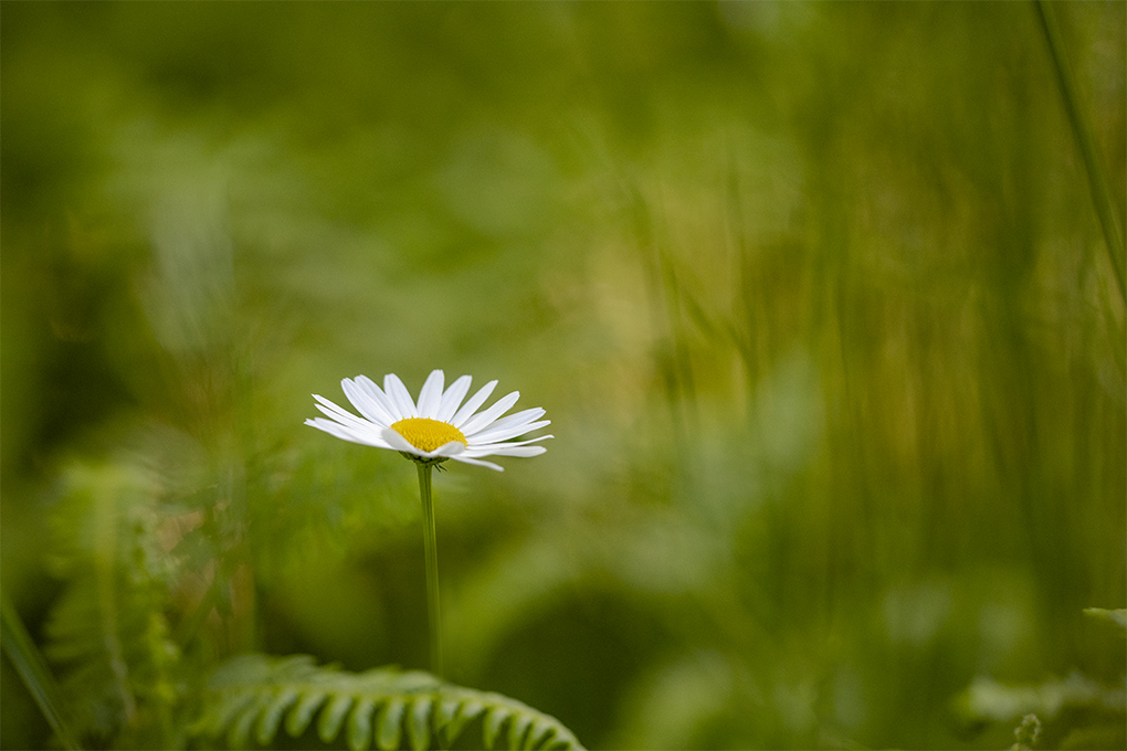 Margueritte 1.jpg