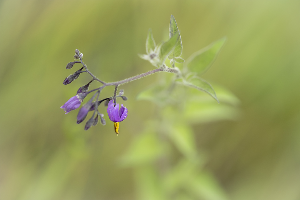 Fleur 1.jpg