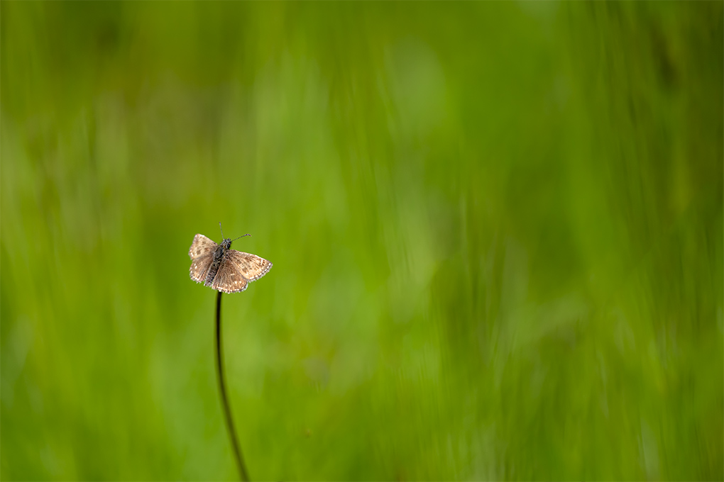 papillon 1a.jpg