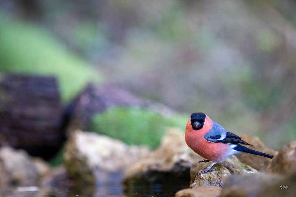 Bouvreuil Pivoine (Pyrrhula pyrrula) Eurasian bullfinch-111.jpg