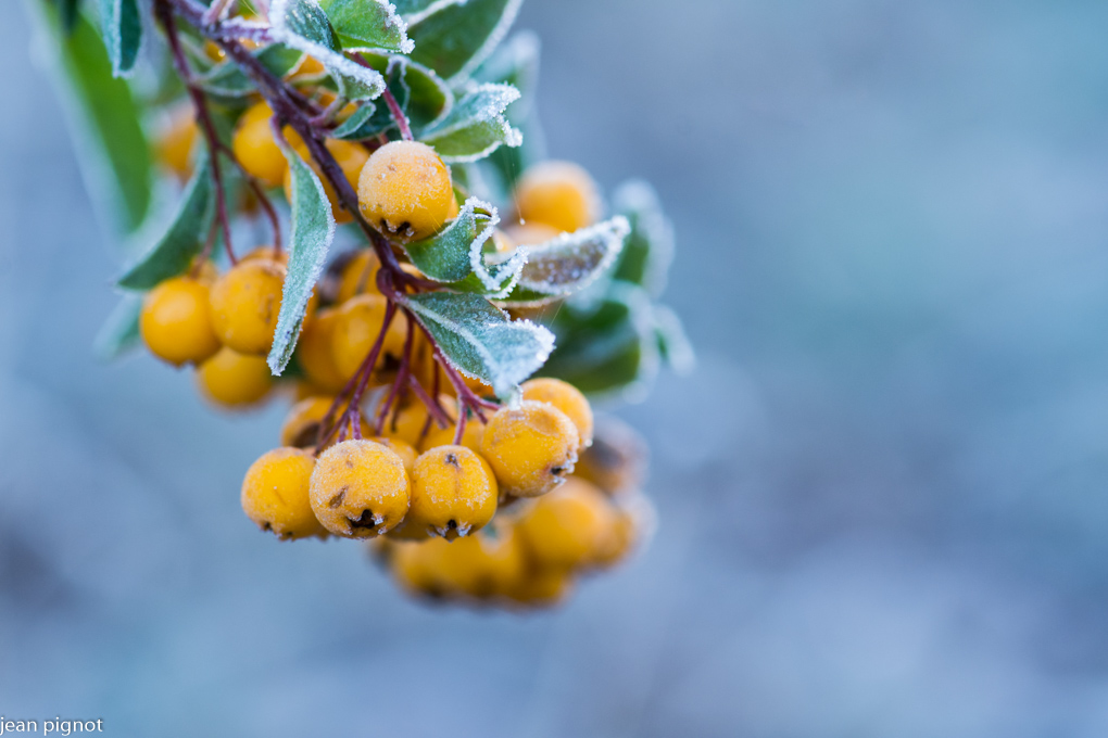 baies de pyracantha.JPG