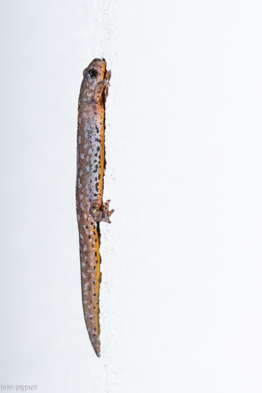 triton alpestre.JPG