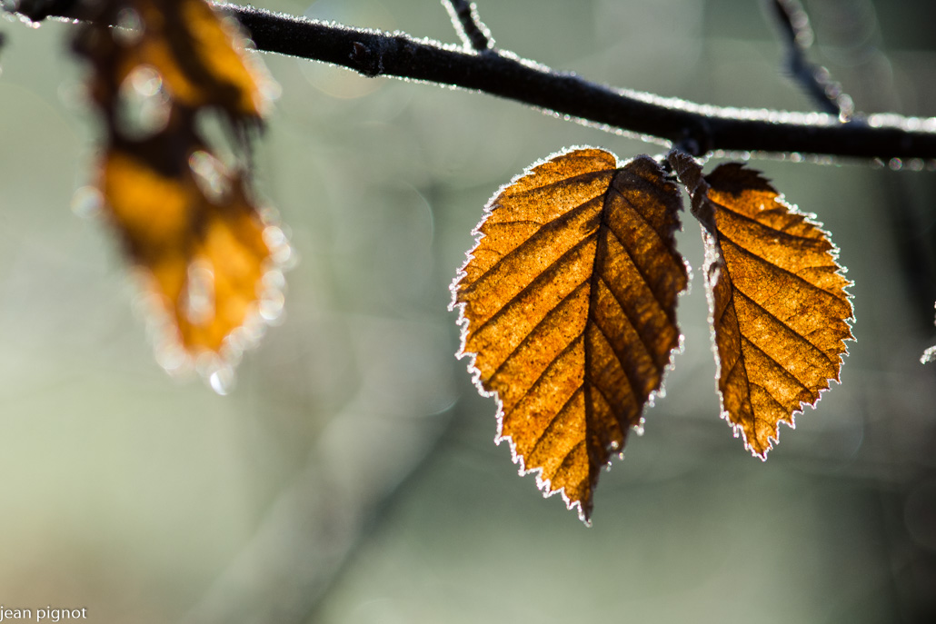 feuilles de charme.JPG