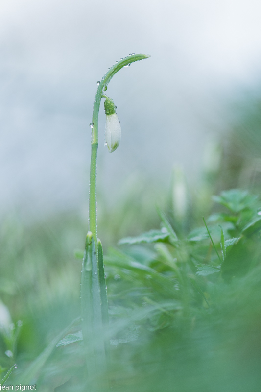 perce neige.JPG