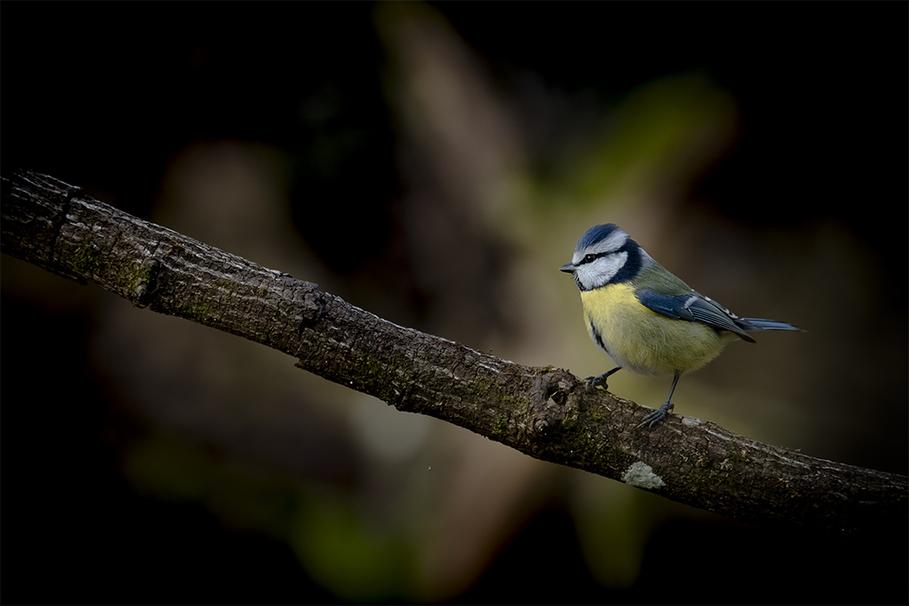 mésange bleue 2021 10.jpg