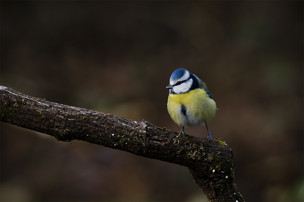 mésange bleue 2021 11.jpg