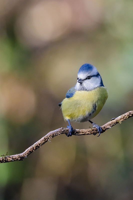 Mésange bleue fév 2022 1.jpg
