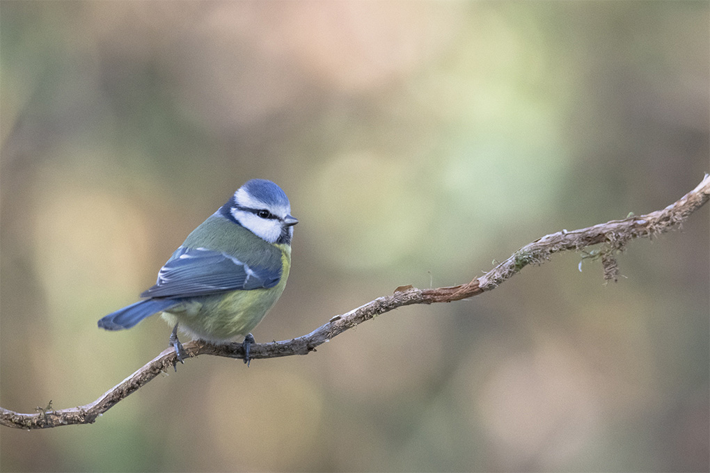 Mésange bleue fév 2022 6.jpg
