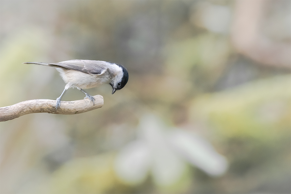 Mésange nonette 2.jpg