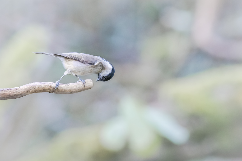 Mésange nonette 3.jpg